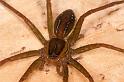 Dolomedes_instabilis_D7975_Z_89_North Stradbroke island_Australie